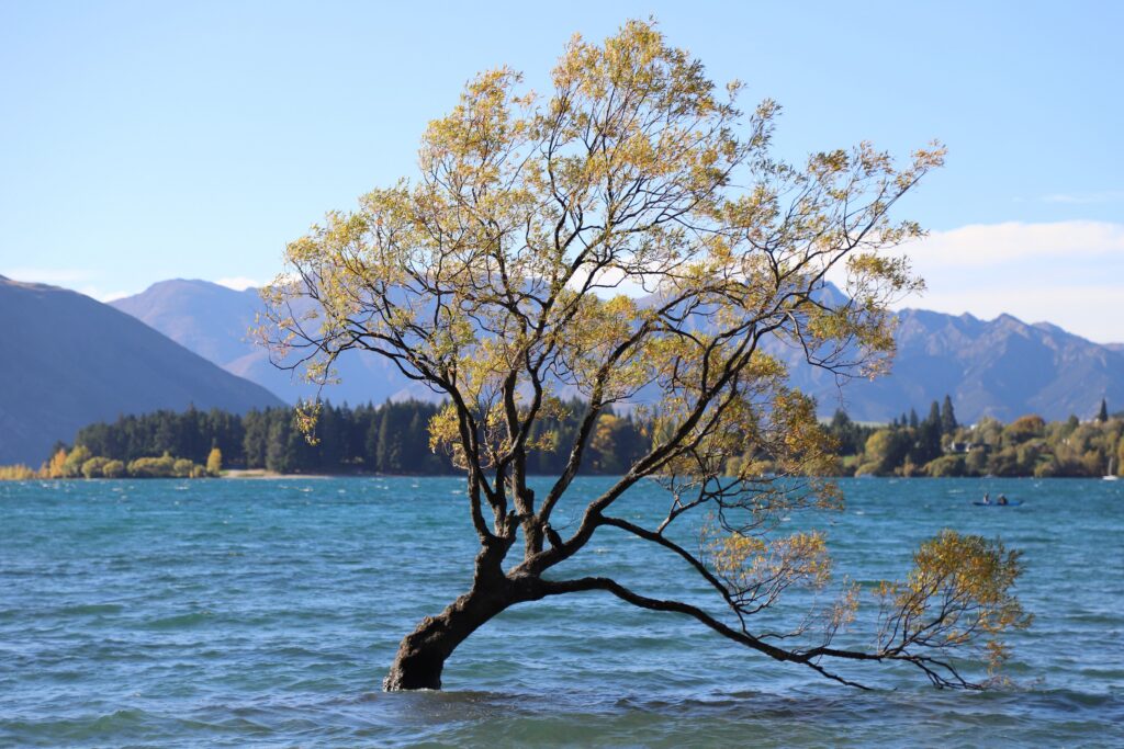 The Wānaka tree beside Lake Wānaka in autumn